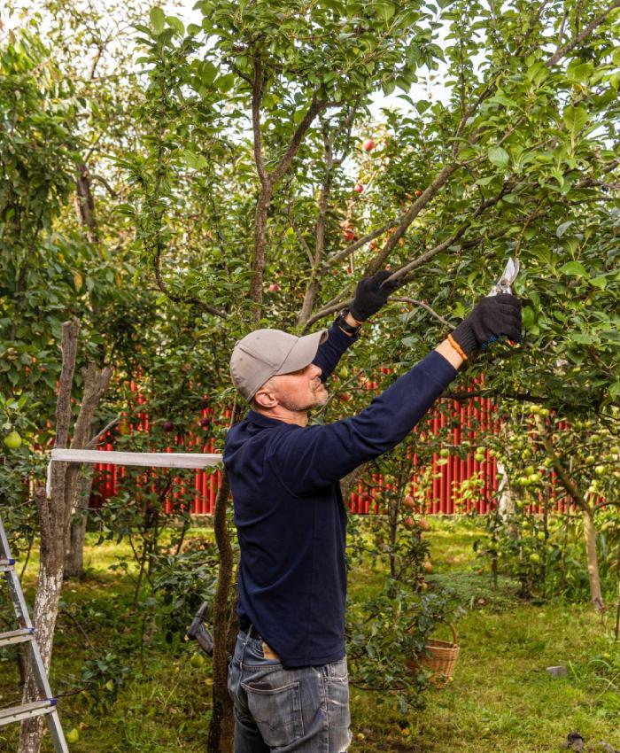 Entretien et taille d’arbres Taille d’arbre par jardinier professionnel